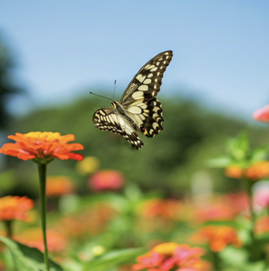 Does Mosquito Spray Kill Butterflies?